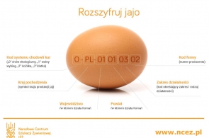 Rozszyfruj jajo