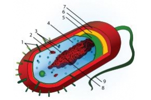 budowa-bakterii