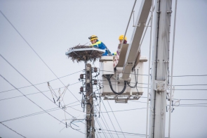 pielegnacja-4-archiwum-tauron-dystrybucja