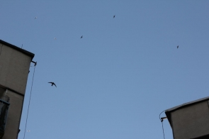 jerzyki-w-poblizu-gniazd