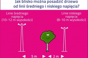 Jak blisko można posadzić drzewo od linii średniego i niskiego napięcia? Linie średniego napięcia 10-12 m wysokości - 5m odległość, Linie niskiego napięcia 8-10 m wysokości - 2m odległość.