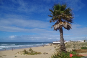 ZST w Ustroniu  z wizytą w Portugalii - plaża z palmą