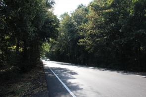 Gładka jezdnia biegnie wzdłuż gęstego lasu. Na ciemnym asfalcie widać białe linie.