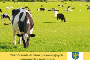 Stado krów pasie się na rozległej, zielonej łące w słoneczny dzień. Na pierwszym planie widoczna jest krowa w czarno-białe łaty, z pochyloną głową. U dołu umieszczono żółty pasek z napisem „Zakończenie działań prewencyjnych związanych z pryszczycą” i herbem Powiatu Cieszyńskiego.