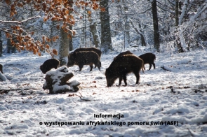informacja-o-wystepowaniu-afrykanskiego-pomoru-swin-asf