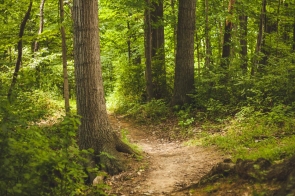 Informacja  dla właścicieli lasów prywatnych zlokalizowanych na terenie  Gmin: Cieszyn, Brenna, Chybie, Dębowiec, Goleszów, Hażlach, Istebna, Skoczów, Strumień, Zebrzydowice - obrazek wyróżniający 