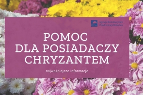 Pomoc dla posiadaczy chryzantem – najważniejsze informacje 