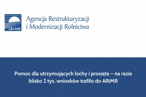 Pomoc dla utrzymujących lochy i prosięta – na razie blisko 2 tys. wniosków trafiło do ARiMR