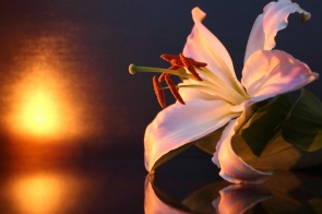 Kondolencje dla Rodzin Górników z Kopalni "Pniówek"