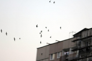 Odloty tego ptaka to pierwsza oznaka końca wakacji