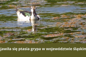 pojawila-sie-ptasia-grypa-w-wojewodztwie-slaskim