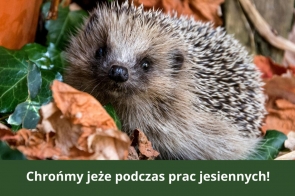 chronmy-jeze-podczas-prac-jesiennych