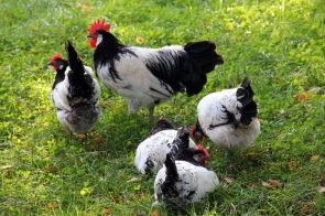 Uwaga na ptasią grypę! 