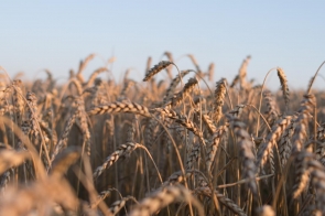 Pomoc w sektorze zbóż i nasion oleistych – 1 czerwca rusza nabór wniosków