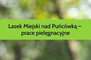 Zielone, rozmyte tło przypominające liście w słońcu. Przez środek biegnie szeroki, jasnozielony pasek z czarnym napisem: „Lasek Miejski nad Puńcówką – prace pielęgnacyjne”.