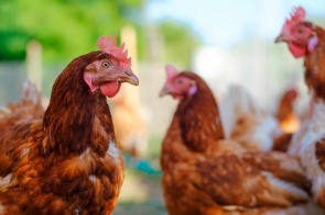 Nabór zgłoszeń do konkursu dla KGW "Z mięsem drobiowym przez pokolenia"