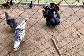 Ostrzeżenie przed ptasią grypą! 