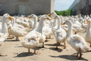 Hodowco – musisz zgłosić miejsca, w których stale utrzymujesz drób! 