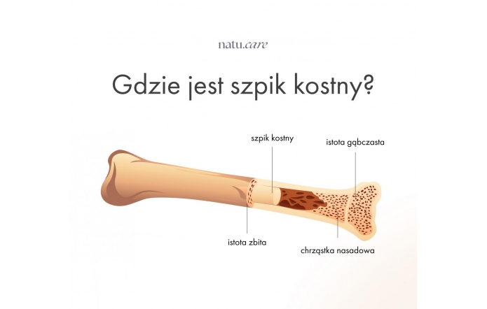 zdjęcie wyróżniające-gdzie jest szpik kostny