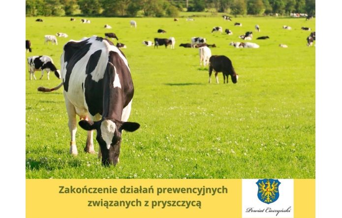 Stado krów pasie się na rozległej, zielonej łące w słoneczny dzień. Na pierwszym planie widoczna jest krowa w czarno-białe łaty, z pochyloną głową. U dołu umieszczono żółty pasek z napisem „Zakończenie działań prewencyjnych związanych z pryszczycą” i herbem Powiatu Cieszyńskiego.