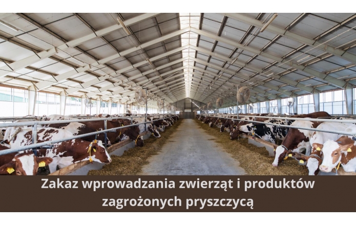Wnętrze dużej, jasnej obory z rzędami krów stojących przy karmnikach po obu stronach przejścia; u dołu zdjęcia widoczny napis: „Zakaz wprowadzania zwierząt i produktów zagrożonych pryszczycą”.