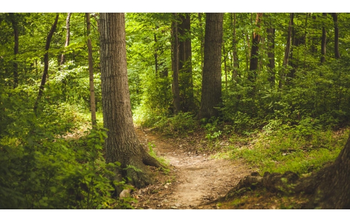 Informacja  dla właścicieli lasów prywatnych zlokalizowanych na terenie  Gmin: Cieszyn, Brenna, Chybie, Dębowiec, Goleszów, Hażlach, Istebna, Skoczów, Strumień, Zebrzydowice - obrazek wyróżniający 