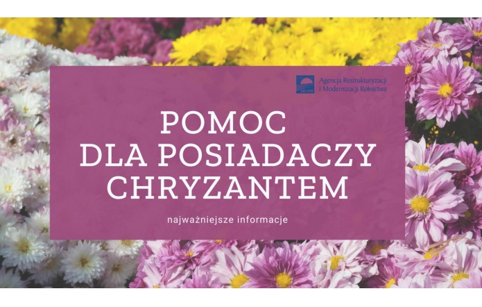 Pomoc dla posiadaczy chryzantem – najważniejsze informacje 