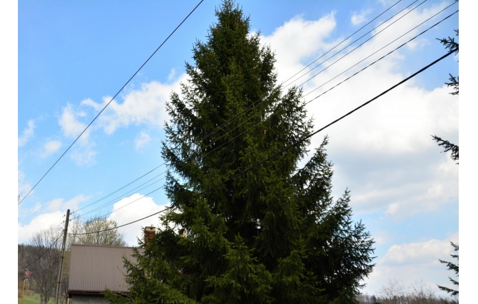 Drzewa pod liniami energetycznymi