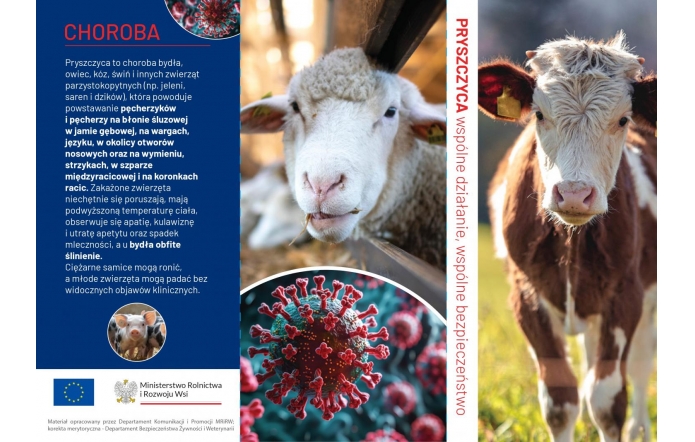 Biała owca z żółtymi kolczykami w uszach patrzy zza ogrodzenia, obok brązowo-biała krowa na pastwisku. W tle wirus w powiększeniu. Broszura dotyczy pryszczycy — choroby zwierząt parzystokopytnych.