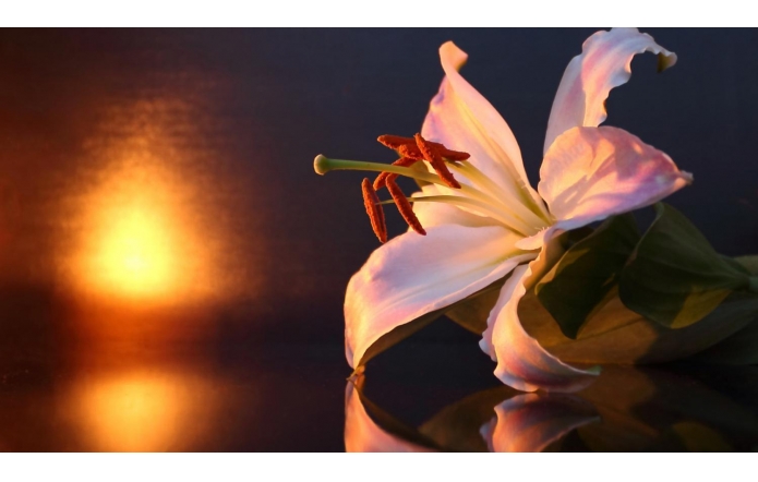 Kondolencje dla Rodzin Górników z Kopalni "Pniówek"