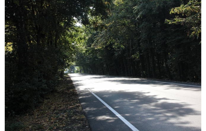Gładka jezdnia biegnie wzdłuż gęstego lasu. Na ciemnym asfalcie widać białe linie.