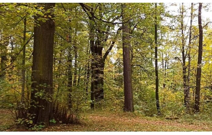 Wykonanie Wielkoobszarowej Inwentaryzacji Stanu Lasu w kraju w latach 2020-2024