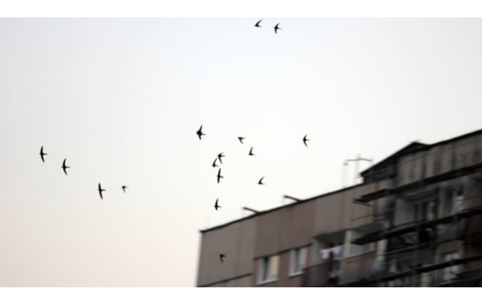 Odloty tego ptaka to pierwsza oznaka końca wakacji