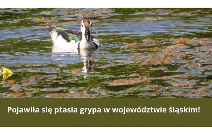 pojawila-sie-ptasia-grypa-w-wojewodztwie-slaskim