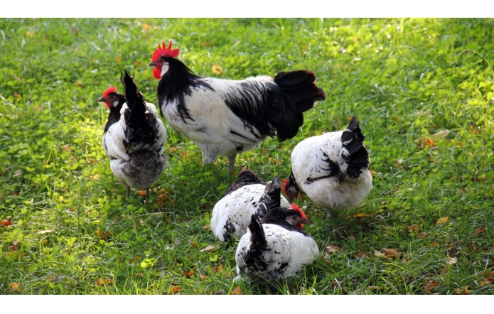 Uwaga na ptasią grypę! 