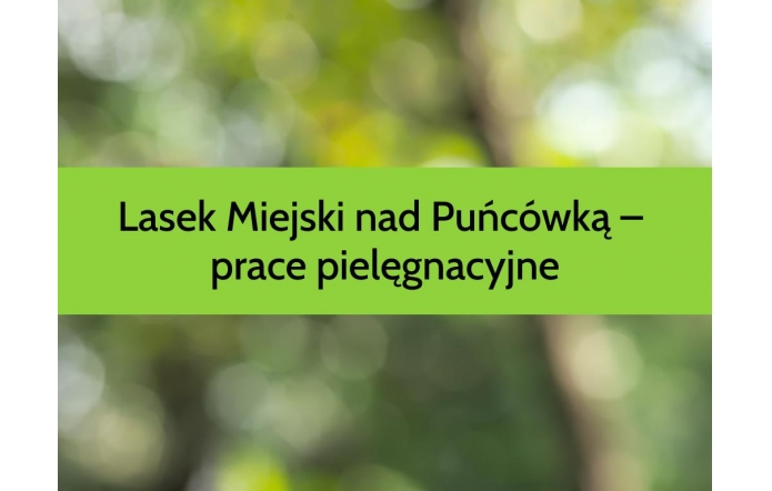 Zielone, rozmyte tło przypominające liście w słońcu. Przez środek biegnie szeroki, jasnozielony pasek z czarnym napisem: „Lasek Miejski nad Puńcówką – prace pielęgnacyjne”.
