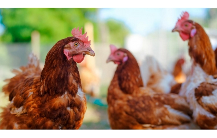 Nabór zgłoszeń do konkursu dla KGW "Z mięsem drobiowym przez pokolenia"